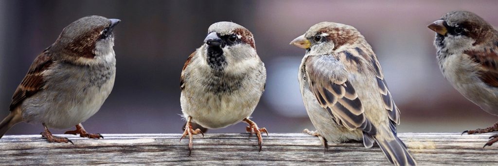 sparrows, sparrows family, birds